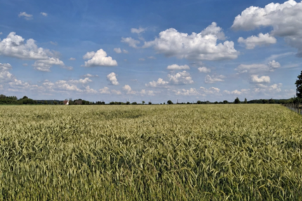 landwirtschaftliche Ackerfläche in Beckum zu verkaufen - Grundstück Beckum | Angebot:27178208