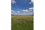 landwirtschaftliche Ackerfläche in Beckum zu verkaufen - Grundstück Beckum | Angebot:27178208