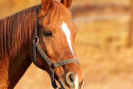 Haus Telgte - 8 Zimmer, 249 m&sup2;, 1.295.000&euro; | Angebot:26278316