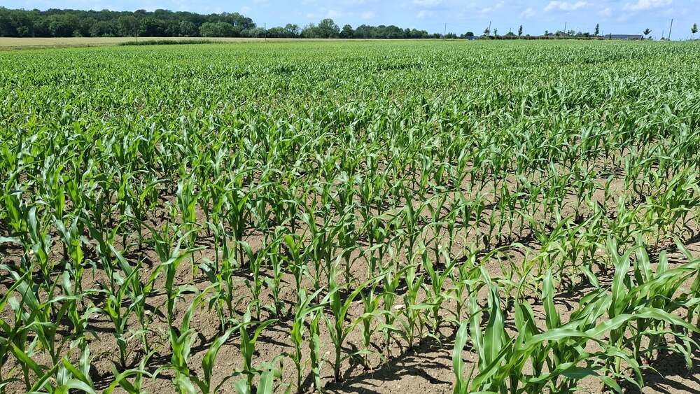 landwirtschaftliche Ackerfläche in Beckum zu verkaufen - Grundstück Beckum | Angebot:27178207
