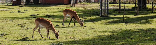 Ketteler Hof Haltern am See Münsterland Erlebnisbauernhof Familie