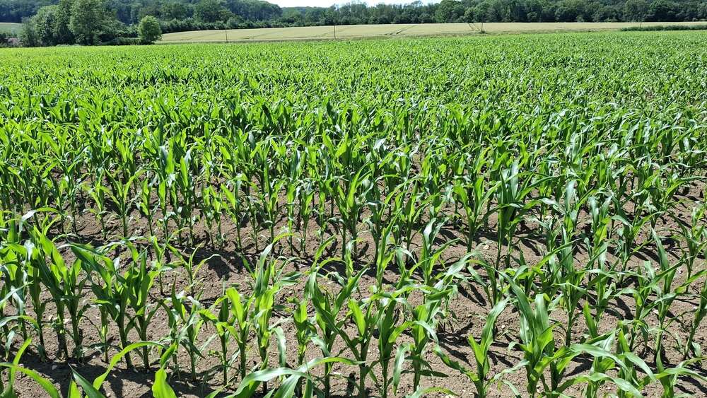 landwirtschaftliche Ackerfläche in Beckum zu verkaufen - Grundstück Beckum | Angebot:27178207