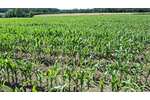 landwirtschaftliche Ackerfläche in Beckum zu verkaufen - Grundstück Beckum | Angebot:27178207