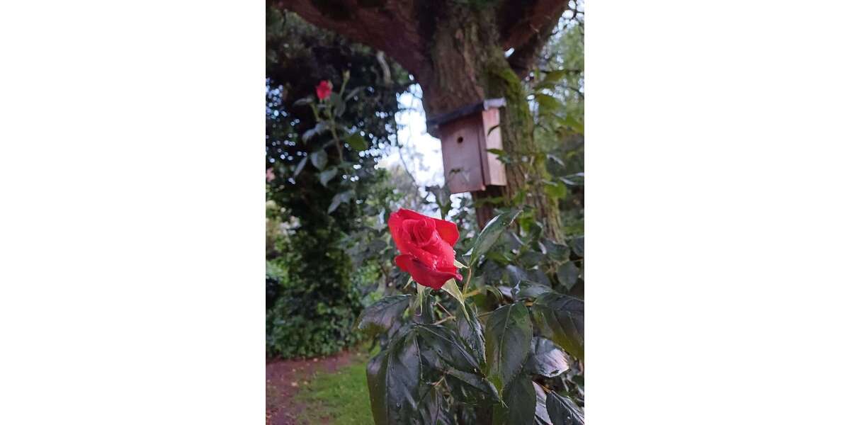 Etagenwohnung Sendenhorst / Albersloh Albersloh - 3 Zimmer, 80 m&sup2;, 1.000&euro; | Angebot:26243272