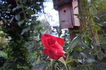 Wohnung Sendenhorst / Albersloh Albersloh - 3 Zimmer, 80 m&sup2;, 1.000&euro; | Angebot:26243272